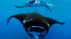 Care este un diavol de mare?